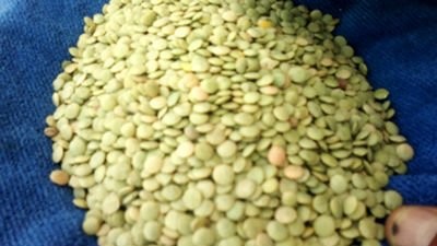 green lentil best quality in the world cleaned by sortex